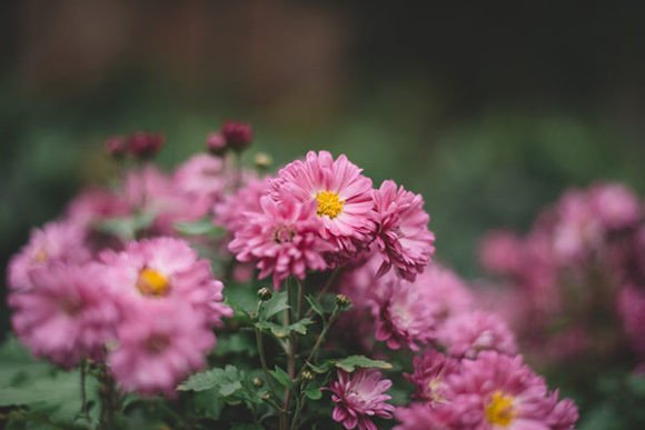 Download Violet Flowers of the Field - Violet flowers Collection