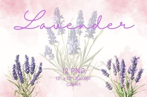 Download Lavender Flower Watercolor - Lavender Collection
